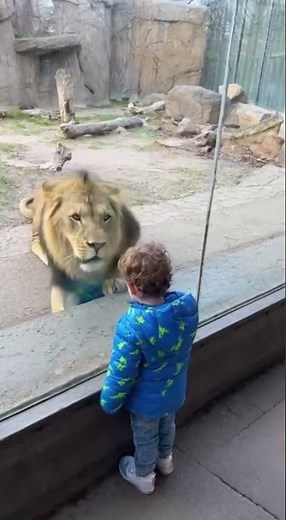 🦁 Lion Tries to Catch Kid at Zoo 😱 Glass Saves the Day! 🔥#animalattack