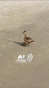 10K views · 179 reactions | AGORA: Ave com pata parcialmente amputada é vista na região do Mar Grosso. Debilitada, animal é acompanhada por filhotes e aparenta susto em relação à presença humana – especialistas pedem que se evitem chegar perto nesses casos. Monitoramento foi acionado. | Agora Laguna | Facebook