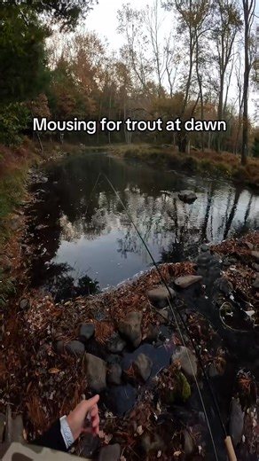 1.9K views · 36 reactions | The wave this trout makes as it chases the mouse fly is gnarly. #flyfishing #troutfishing #mousefly #troutflyfishing #trout | Trout Fishing | Facebook