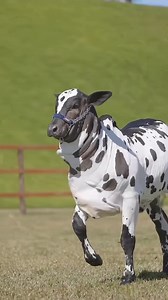 458K views · 11K reactions | Champion Cow Calf  | FG Dairy Farm Vav | Facebook