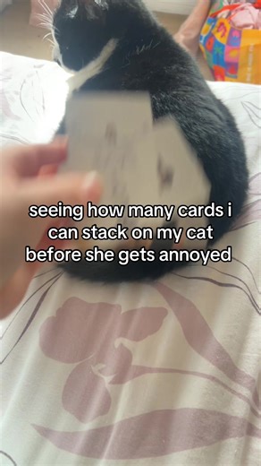 Stacking Cards on My Nonchalant Cat