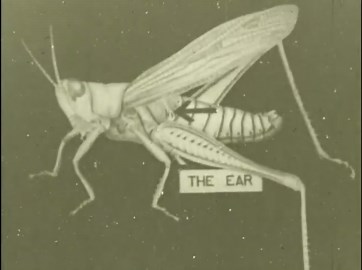 a/v geeks 16mm films: grasshopper anatomy & life cycle - 1930s silent film