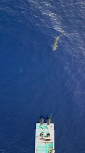 12 Foot Tiger Shark Approaches Our Boat! #ocean #shark #tigershark #tiger #thalassophobia | Andriana Marie