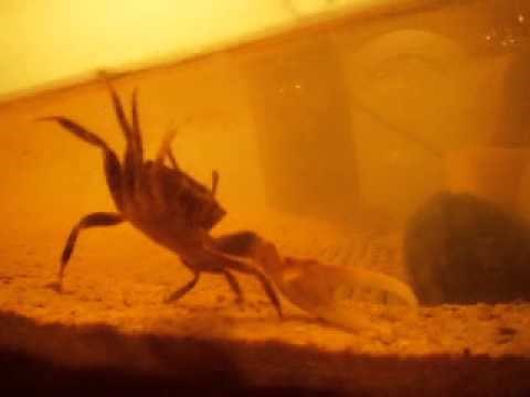 Proper way to set up Fiddler Crabs