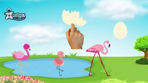 Siklus Hidup Flamingo - Flamingo Life Cycle