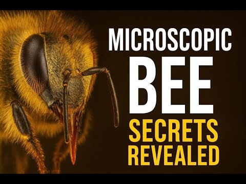 Hidden World of the Honey Bee – Microscopic Close-Up