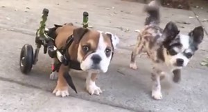 98K views · 6.7K reactions | Welly, the Bulldog Puppy, was rescued from a breeder who was trying to breed dogs with "rare colors" which instead, caused Welly to be born paralyzed with Spina Bifida. Check out his new lease on life! And if you know someone who needs a dog wheelchair, there's a sale on at HandicappedPets.com #wheelchairdog . | Positively Woof | Facebook