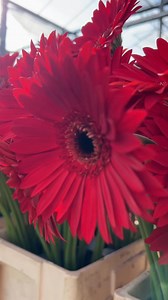 3.1K views · 92 reactions | These gerberas are like a flash of fire, giving off emotions and a powerful charge of positivity! Their bright, saturated color makes every bouquet incredibly expressive.  #gerberadaisy #gerberalover #gerberaarrangement #gerbera | Florein Gerbera’s | Facebook