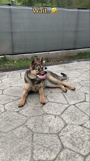 Tiger 🐅 ki rangdari 🤣 crow react🐦‍⬛😂 #funny #thetharpuns #OMS_k_fans #comedy