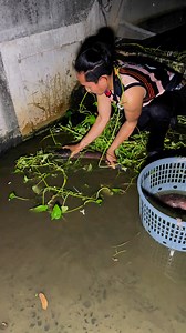 Aggressive Catfish by barehand #fbreelsvideo #trendingreels #fypシ゚ #trending #highlights | Mel Olivares