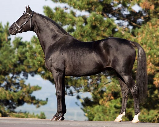 Barb Horse Info, Origin, History, Pictures