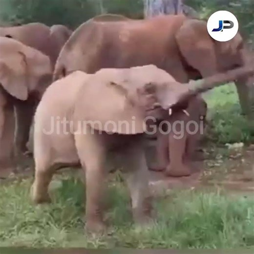 সৰু হাতীৰ পোৱালিৰ কাম বোৰ দেখিলে চাই থাকিবলৈ মন যাব#elephant #youtubeshorts #animals#comedyshorts