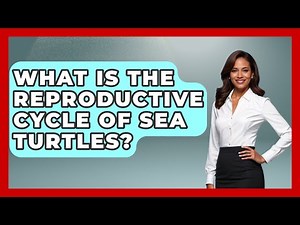 What Is the Reproductive Cycle of Sea Turtles? | The Marine Life Explorer