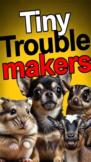 TINY ANIMALS, Big Attitude! – Cute Chaos Animals #shorts #animals #facts