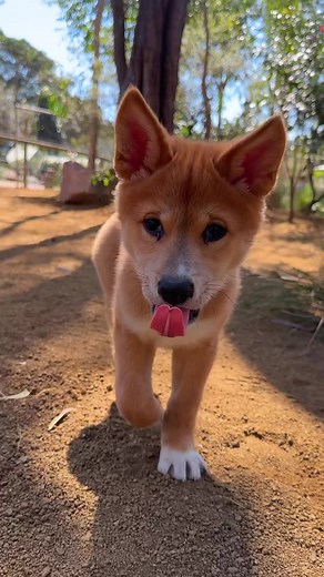 Adorable Dingo Puppies Compilation