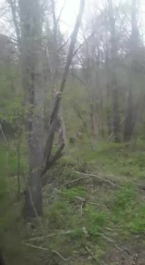 Exploring a Brown Bear in Its Natural Forest Habitat