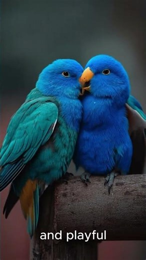 beautiful parrot loving with each other #shortsfeed #animals #animallife