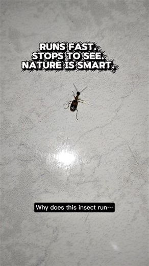 Too Fast to See? This Beetle Has to Stop ⚡