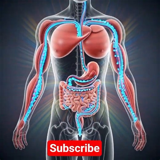 Fueling Your Body: Watch Protein Go From Food to Muscle in 3D!