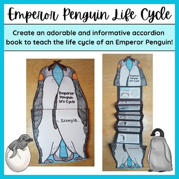 Penguin Life Cycle | An Accordion Book Perfect for an Antarctica or Winter Unit