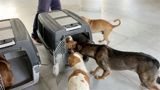 Pedro and Pascal ( Agapi’s puppies 🐶 ) , Fabia ( Honey’s puppy 🐶 ) they moved in the new house today ❤️ 🇬🇷 Ο Πέδρο και ο Πασκάλ (τα κουτάβια της Αγάπης 🐶), η Φάμπια (το κουτάβι της Χάνι 🐶) μετακόμισαν στο νέο σπίτι σήμερα ❤️ Every small donation is very important.How to donate , πως να κάνετε δωρεα 1) https://takisshelter.org/donate ( credit card ) 2 ) https://www.patreon.com/takisshelter 3) Bank account Name : stegi prostasias adespoton zoon IBAN : GR43 0140 6620 6620 0233 0001 066 Bank n