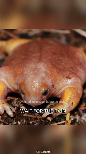 The Turtle Frog | Myobatrachus Gouldii