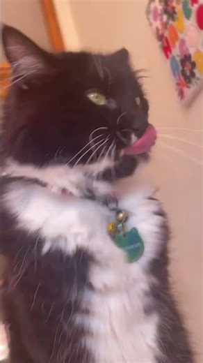 Cat dancing in the shower