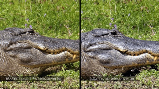 Pros and cons of teleconverters: should you really buy them?