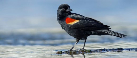Red-winged blackbird