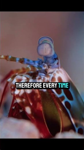 The Shrimp That Sees Colors Humans Can’t 🌈🦐 | Mantis Shrimp Super Vision Explained”