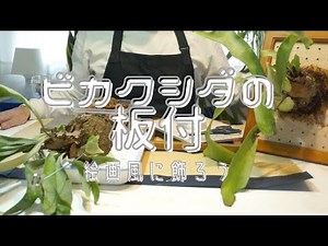 Easy! How to attach a staghorn fern (bat plant) to a board | Painting-style arrangement