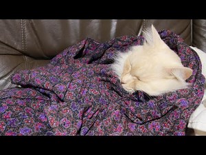 おくるみもふもふ 220315