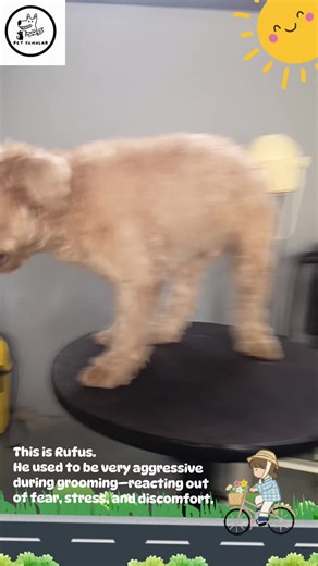 Rufus used to be very aggressive during grooming, but with regular sessions, patience, and understanding what he likes and dislikes, he has become much calmer over time 🐾 Aggressive dogs are often just stressed or afraid—consistent grooming and a familiar routine can make a huge difference. Progress takes time, but it is possible ✨ 📍 Location: 590 Montreal Link 01 -21 S750590 💬 Whatsapp 8845 0578 to book your pet next grooming appointment today! Online booking available at www.petscholar.pet 