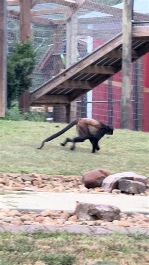 Spidermonkey Froggy was on a roll 😂 | Spider Monkey