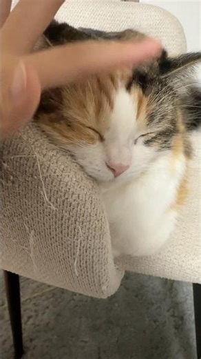 撫でられて寝るおもち🐱#猫動画#癒し#cat#subscribe#shorts#猫のいる暮らし