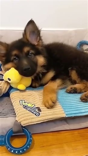 Sweet adorable little German puppy ￼