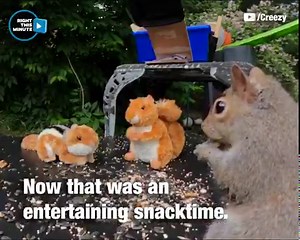 Check out this elaborate Rube Goldberg machine! Once completed, it sat untouched for 14 hours until a squirrel plucked up the courage to go after the nuts on that first domino. What happens next brings all the critters to the yard. | WLBT 3 On Your Side