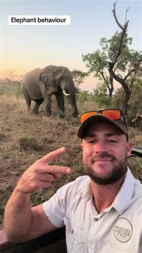 Understanding Elephant Behavior on Safari