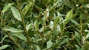 Bay laurel plant or Laurus nobilis shrub with flowering branches closeup