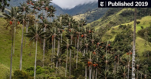 Stalking the Endangered Wax Palm