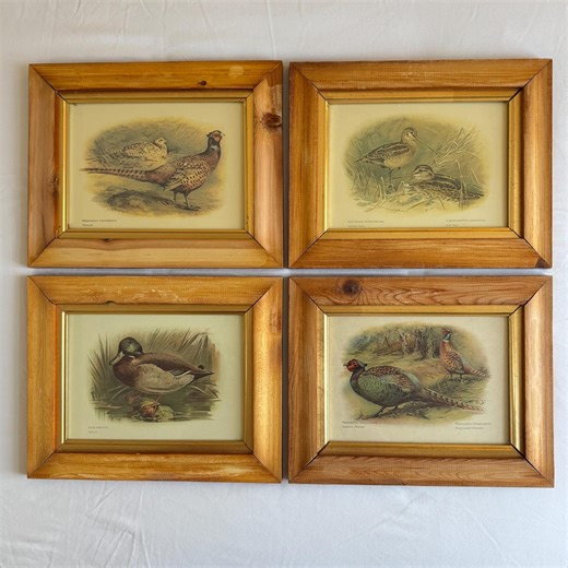 Vintage Bird Prints | CHOICE of Framed Game Bird Art | Rustic Cabin Wall Decor | Hunting Lodge Art | Natural History Illustrations - Etsy