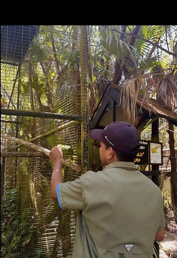 Explore a Career as a Zookeeper at Belize Zoo