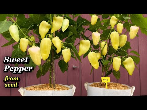 Growing Sweet Peppers from Seed to Harvest in Containers & Bags - Step by Step