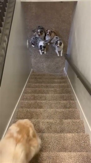 Woah, those are some trained Australian Shepherd dogs