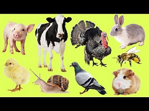 Learn the names and sounds of farm domestic animals for kids