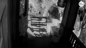 Man uses wooden pallet to shield his tiny dog after vicious raccoon attacks them in yard