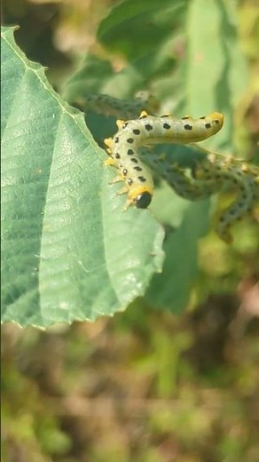 Large group of Sawfly larvae defoliating an Alder sapling