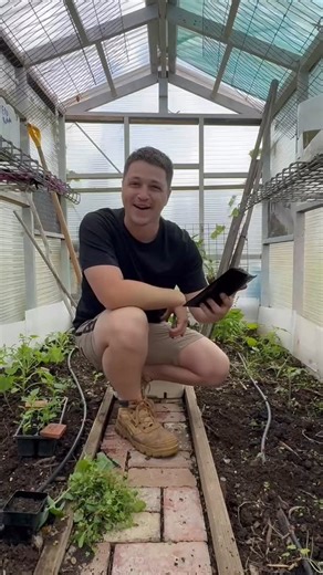 Justin Capaldo on Instagram: "Giving my tomato plants the TLC they deserve by giving them a good feed of MycoGold “MycoGold™ is a complete balanced mycorrhiza blend including endomycorrhiza, ectomycorrhiza, and beneficial bacteria to increase plant compatibility and boost production. Most soils in Australia have had their mycorrhizal population destroyed via over use of pesticides, fallow land, crop rotation and soil degradation. The loss of these mycorrhizal populations has increased the crops 