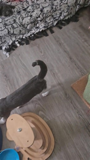 Kittens and new feral kittens that are 5 months old. A friendly suggestion to anyone who finds a mom and babies: if mom is friendly, get them to safety. If not, your home, a garage, or a ventilated shed will do. Provide kitten food, both wet and dry, to mom, and freshwater daily. Contact shelters and rescues immediately after you find them. If they have no room, get on a list. In the meantime, you can be instrumental in what happens next for these babies. Getting them used to humans is key, and 