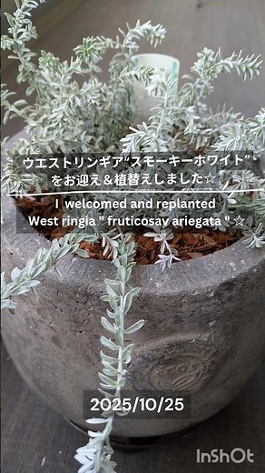 【ウエストリンギア】【スモーキーホワイト】お迎え＆植替え♡ | I welcomed ＆repotted 【west ringia fruticosa variegata】♡ #ウエストリンギア